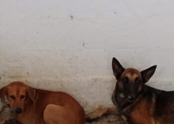 Se busca a los dueños de dos caninos bajo resguardo para fomentar la adopción responsable