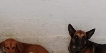 Se busca a los dueños de dos caninos bajo resguardo para fomentar la adopción responsable