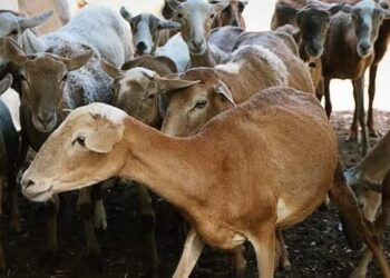 «Playa del Carmen propone acciones para el fortalecimiento del campo local»