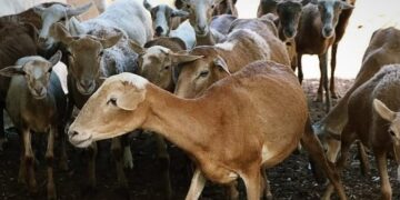 «Playa del Carmen propone acciones para el fortalecimiento del campo local»