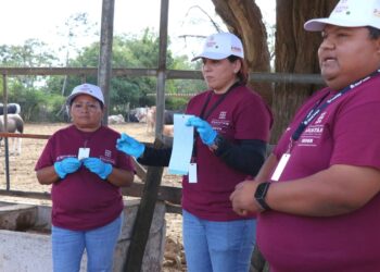 Yucatán inicia programa estratégico contra el gusano barrenador para proteger al sector