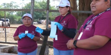 Yucatán inicia programa estratégico contra el gusano barrenador para proteger al sector