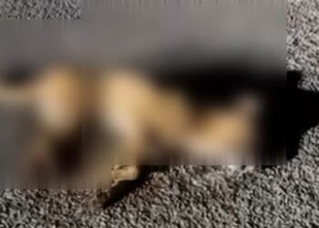 Envenenamiento de perros en José María Morelos: vecinos denuncian casos masivos