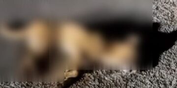 Envenenamiento de perros en José María Morelos: vecinos denuncian casos masivos