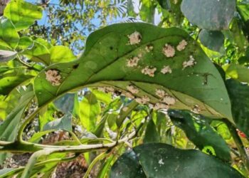Plaga del aguacate se extiende, pero sin riesgo sanitario