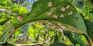 Plaga del aguacate se extiende, pero sin riesgo sanitario