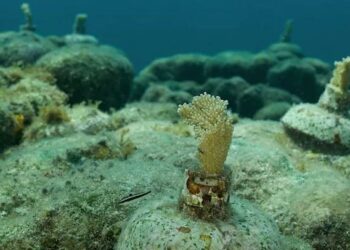 Salud del arrecife en el Caribe Mexicano se evalúa a través de sus sonidos