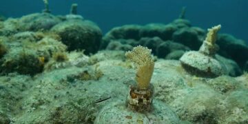 Salud del arrecife en el Caribe Mexicano se evalúa a través de sus sonidos
