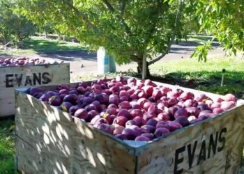 México declara la guerra comercial a manzanas de EU: inicia investigación antidumping