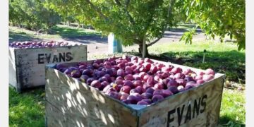 México declara la guerra comercial a manzanas de EU: inicia investigación antidumping