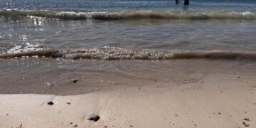 Sargazo en el Caribe Mexicano: hoteleros piden fideicomiso para blindar recursos