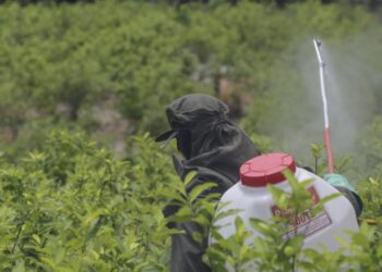 Narcofumigaciones Colombia: polémica reanudación del uso de glifosato con drones