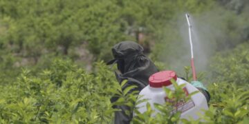 Narcofumigaciones Colombia: polémica reanudación del uso de glifosato con drones