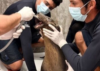 «Lobo marino herido en Nayarit será trasladado a Guadalajara para cirugía»