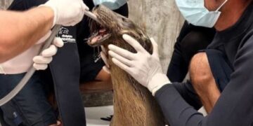 «Lobo marino herido en Nayarit será trasladado a Guadalajara para cirugía»