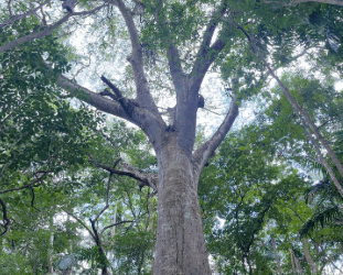 Convocan a registrar los Árboles Históricos de Quintana Roo para su protección