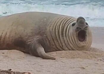 Elefante marino “Panchito” sorprende en playa de Nayarit