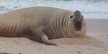 Elefante marino “Panchito” sorprende en playa de Nayarit