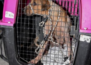 "El Ayuntamiento de Cancún combate el maltrato animal con operativo de rescate"