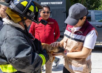 Estefanía Mercado encabeza operativo contra el maltrato animal en Playa del Carmen