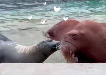 Romántico “beso” entre lobo marino y morsa sorprende en el Zoo de Moscú