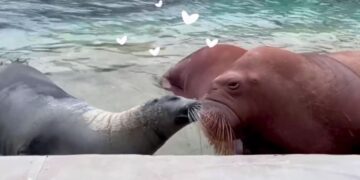 Romántico “beso” entre lobo marino y morsa sorprende en el Zoo de Moscú