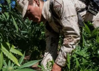 «La Suprema Corte queda a un voto de cambiar el límite legal para la posesión de mariguana en México»
