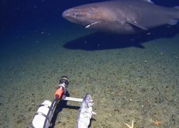 Hallazgo histórico: captan tiburón en aguas profundas de la Antártida