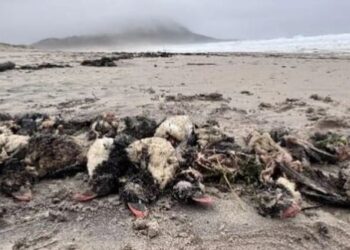 Más de mil frailecillos atlánticos aparecen muertos tras fuerte temporal en costas de Galicia