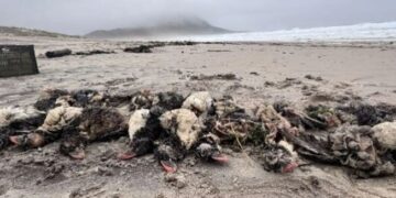 Más de mil frailecillos atlánticos aparecen muertos tras fuerte temporal en costas de Galicia