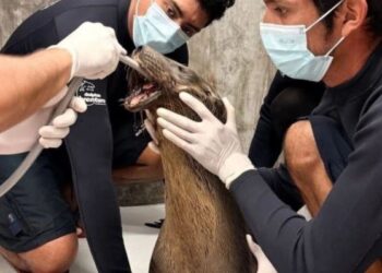 Lobo marino herido en Nayarit será trasladado a Guadalajara para cirugía