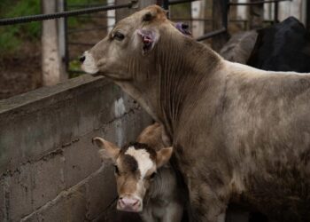 Confirman 23 casos de gusano barrenador en Tamaulipas