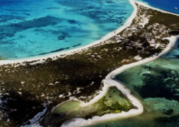 Autoridades detienen a buzos por pesca ilegal de caracol rosado en Yucatán