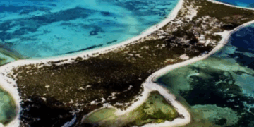 Autoridades detienen a buzos por pesca ilegal de caracol rosado en Yucatán