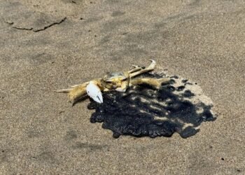 Barco privado responsable de derrame de crudo afecta costas de Veracruz