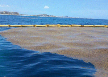 Royal Caribbean refuerza combate al sargazo en Mahahual con inversión y tecnología sostenible