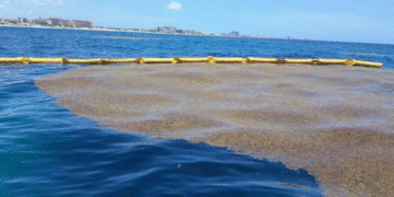 Royal Caribbean refuerza combate al sargazo en Mahahual con inversión y tecnología sostenible