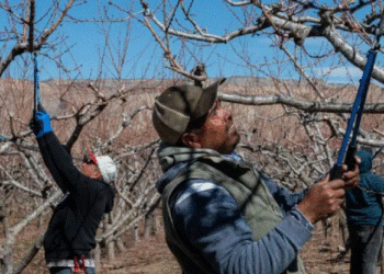 EE.UU. recurre a migrantes ante crisis de mano de obra en el campo