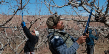 EE.UU. recurre a migrantes ante crisis de mano de obra en el campo