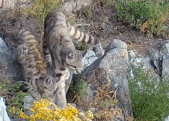 #VIDEO: "El histórico avistamiento del Gato Andino en la cordillera chilena"