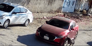 "Exigen justicia por atropellar un perrito en Región 91 en Cancun"