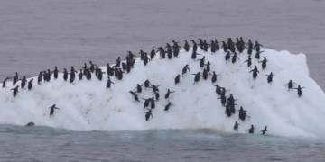 #VIDEO: "Iceberg se voltea de forma repentina y sorprende a colonia de pingüinos en la Antártida"