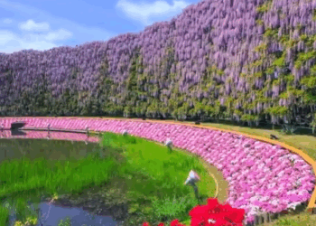 La magia natural del Parque de Flores Ashikaga en Japón