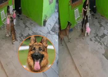 Menor de edad sufre heridas de gravedad tras un ataque de perro en Coahuila [VIDEO]