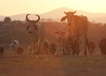 Nuevo Laredo se mantiene en alerta preventiva ante el gusano barrenador