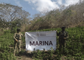 Operativo exitoso: La Marina destruye plantío con más de 22 mil plantas de mariguana en Michoacán