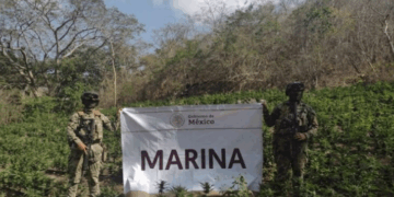 Operativo exitoso: La Marina destruye plantío con más de 22 mil plantas de mariguana en Michoacán
