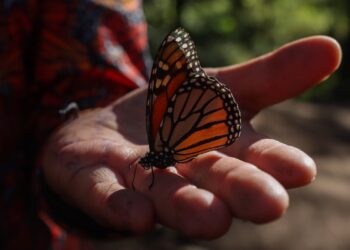 Nanotecnología alada: científicos rastrean la épica migración de la mariposa monarca con microchips