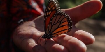 Nanotecnología alada: científicos rastrean la épica migración de la mariposa monarca con microchips