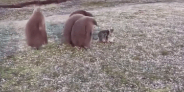 #VIDEO: "El curioso encuentro de pingüinos con un gato en las Islas Malvinas"